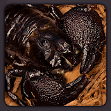 Emperor Scorpion HD Wallpapers icon