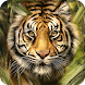 Royal Bengol Tiger Wallpaper - Androidアプリ