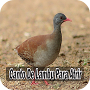 Top 34 Music & Audio Apps Like Canto De Lambu Para Atrir - Best Alternatives