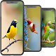 Bird Wallpapers HD Download on Windows
