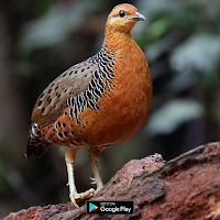 Suara pikat burung puyuh