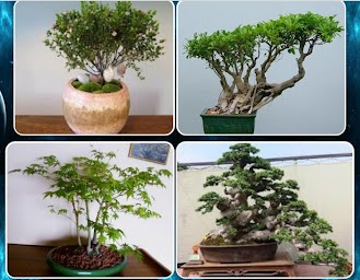 various bonsai plants