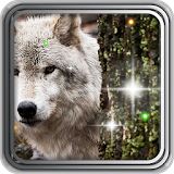 Wild Wolves live wallpaper icon