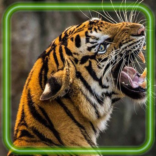 Tiger Jungle Hunter