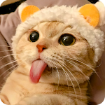Cover Image of Tải xuống Cat Animated Stickers  APK