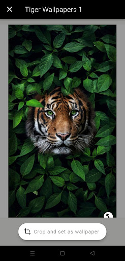 Tiger Wallpapers