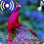 Cover Image of Télécharger Peacock Sounds Ringtone  APK