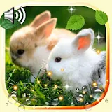 Bunnies Live Wallpaper icon