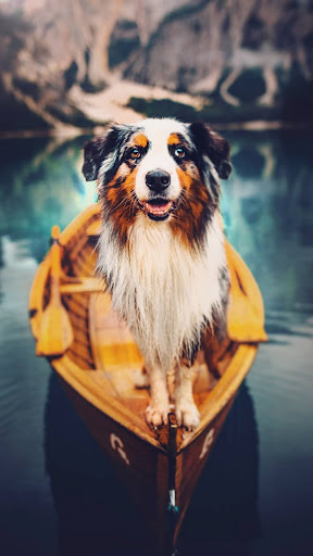 Australian Shepherds