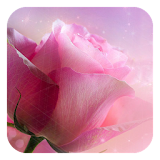 Diamond Rose icon