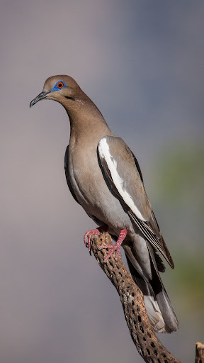 Pigeon Wallpapers Screen 3
