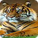 虎の壁紙HD - Androidアプリ