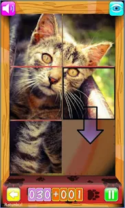 Cats puzzle