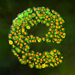 Cover Image of Download Everlution：Spore & Bacteria io 0.7.0 APK