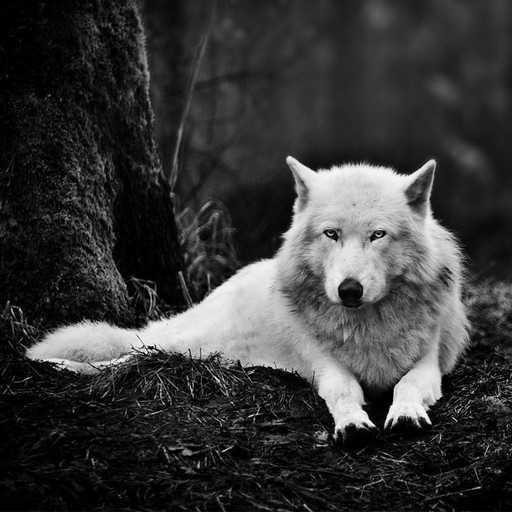 Wolf Wallpapers logo
