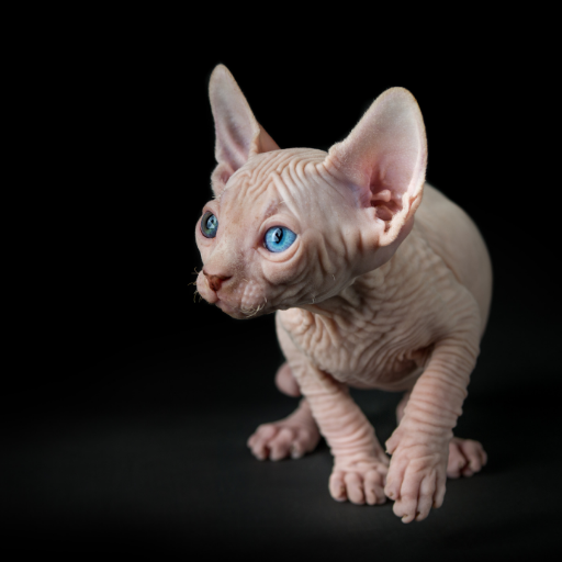 Sphynx Cats Stickers Screen 3