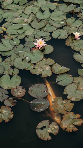 Koi Wallpaper ekran görüntüsü