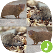Appp.io - Mongoose and Bandicoot rats Sounds