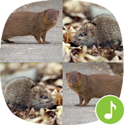 Top 13 Music & Audio Apps Like Appp.io - Mongoose and Bandicoot rats Sounds - Best Alternatives