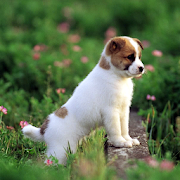 Top 50 Personalization Apps Like 5D Cute Puppies Live Wallpaper - Best Alternatives
