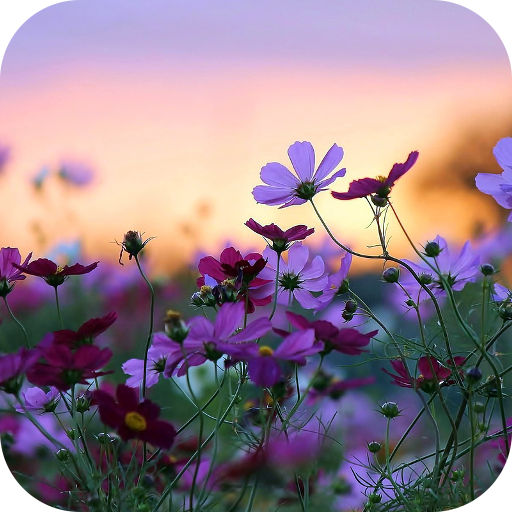 Flowers Live Wallpaper