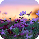 Cover Image of 下载 Flowers Live Wallpaper 1.8.0 APK