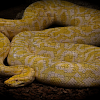 Jigsaw Puzzle Python Snakes