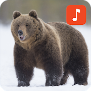Bear Sound Effects