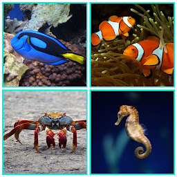 Icon image Guess The Sea Animal Game