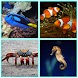 Guess The Sea Animal Game - Androidアプリ
