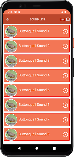 Buttonquail Sounds Screen 3