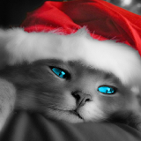Kitty Christmas Puzzles Free Games icon
