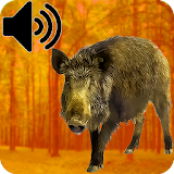 Decoy For Boar For Hunting icon