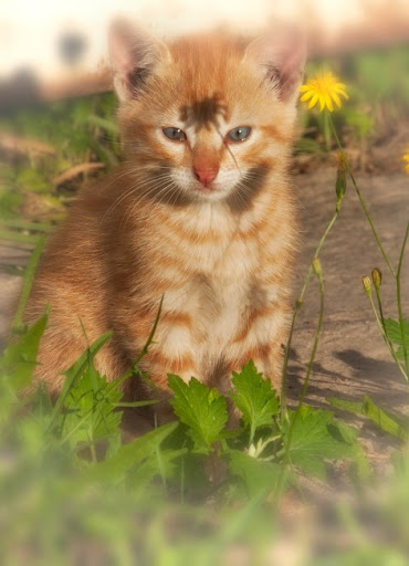 Kitten HD Wallpaper Screen 3