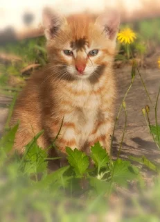 Kitten HD Wallpaper