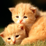 Cover Image of Download Baby Animal Wallpapers  APK