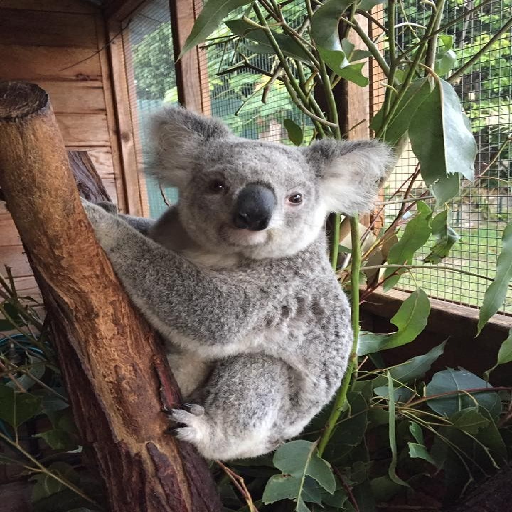 Koala Wallpapers Offline