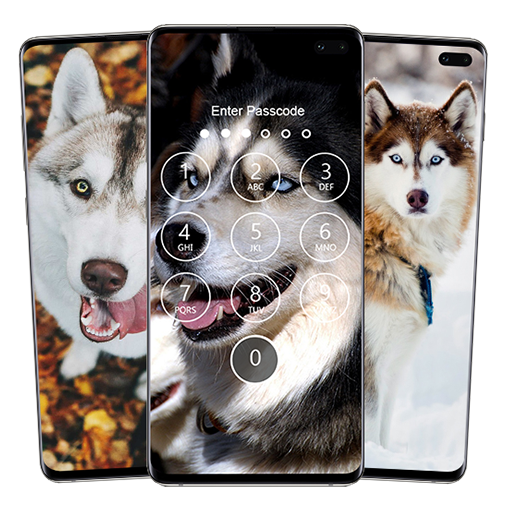Husky Wallpapers & Lock Screen Download on Windows