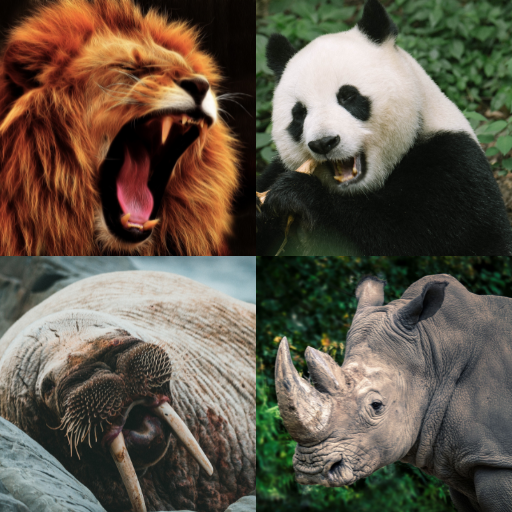 Animal Quiz: Learn all Animals 2.8 Icon