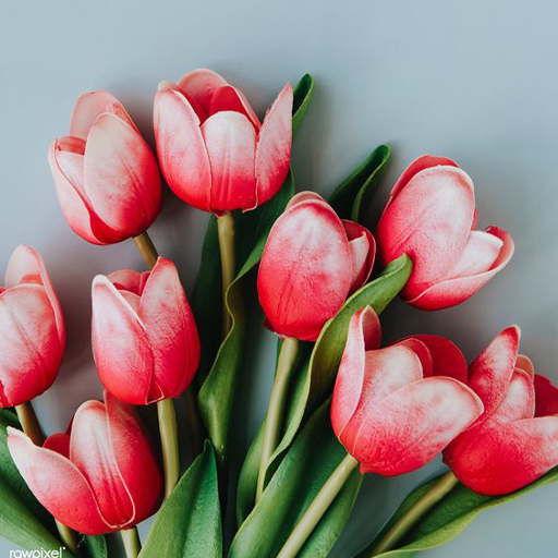 Tulips Wallpapers logo