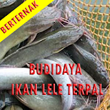 Budidaya ikan lele Dgn Terpal icon