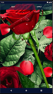 3D Red Rose Live Wallpaper