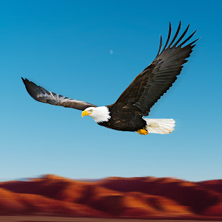 Bird Race Game 3D: Eagle Games apk
