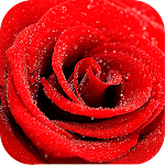Cover Image of Download Roses stickers for WhatsApp  APK