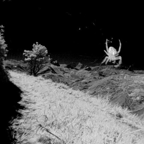 InfraRed Camera - Xiaomi Pocop