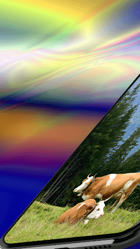 Android application Cow Wallpaper 3D screenshort