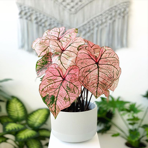 Caladium Ornamental Plant Guid logo