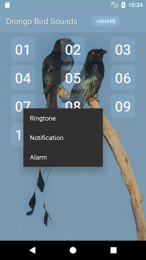 Drongo Bird Sounds Screen 2