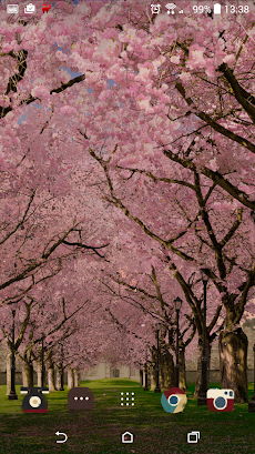 春の桜のライブ壁紙 Cherry Blossom Liveのおすすめ画像5