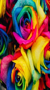 Rainbow Flower HD Wallpaper